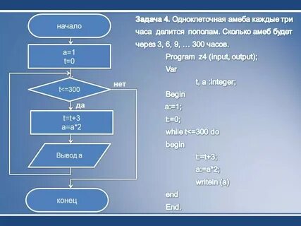 Одноклеточная амеба каждые 3 часа делится