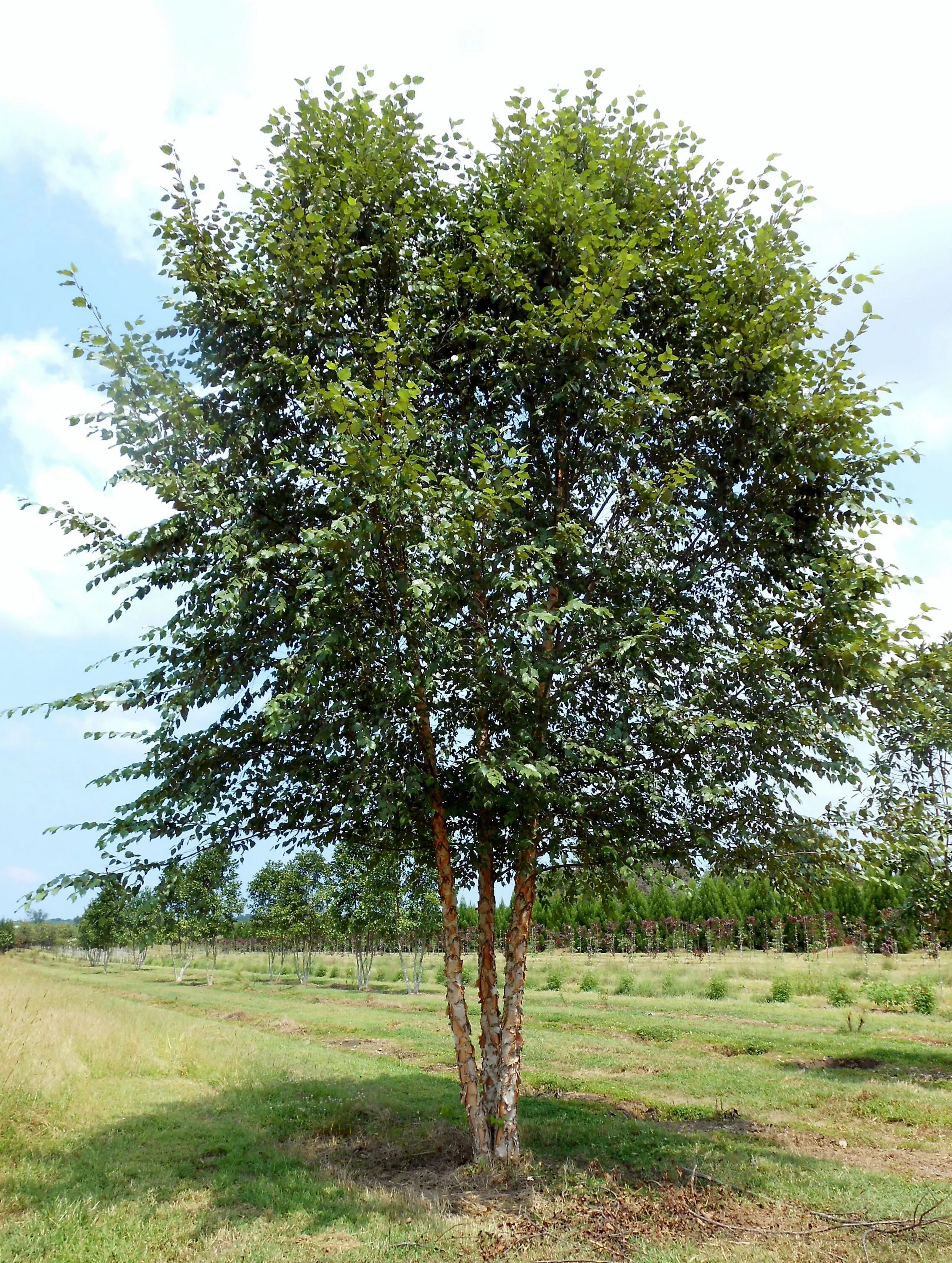 Темно березка. Береза Даурская черная. Береза черная Betula nigra. Береза Даурская (Betula costata).