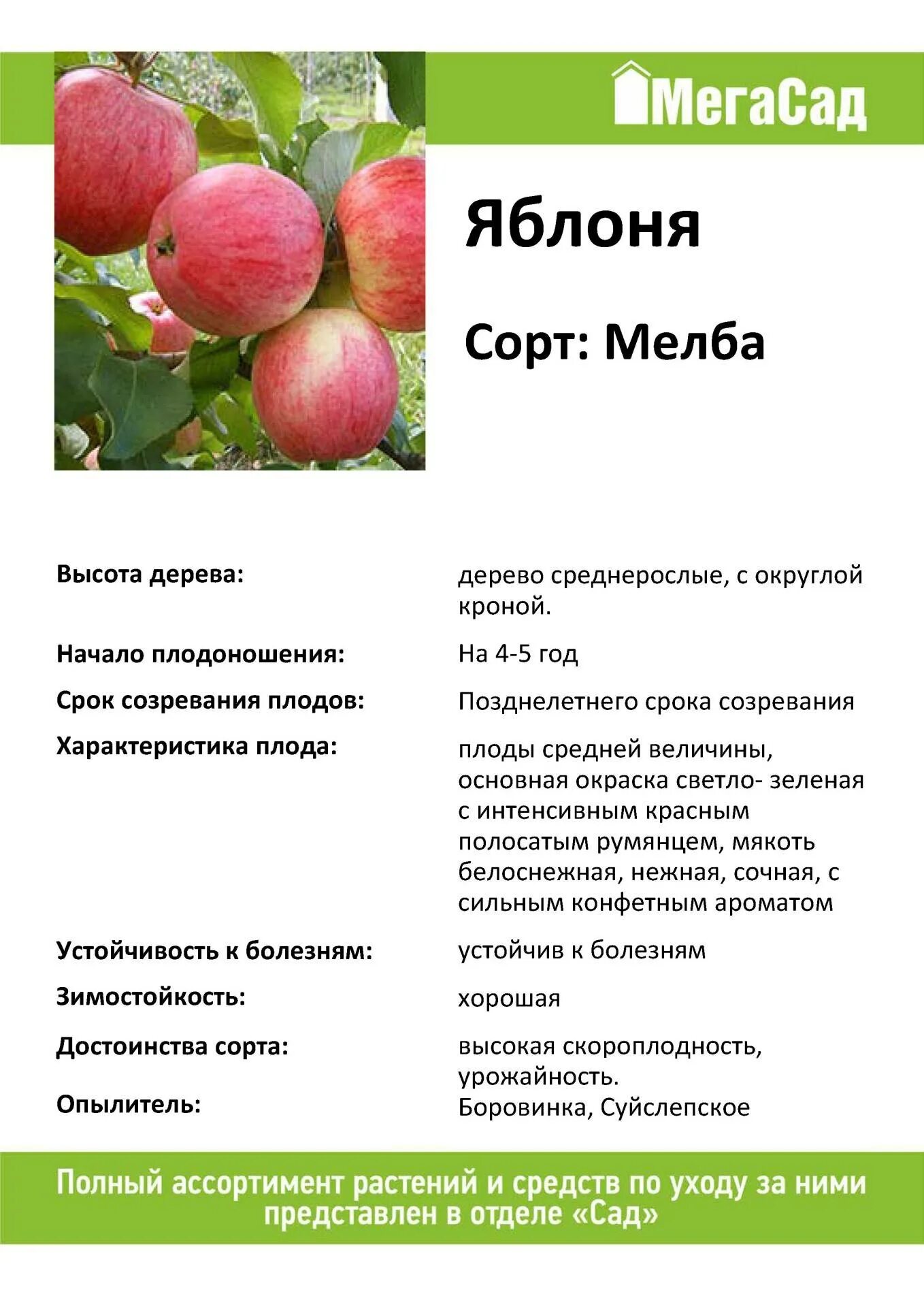 Сорт яблок Мельба. Яблоня штамбовая "Мельба". Яблоня сорт Мельба характеристика. Сорт яблони Мельба. Мельба яблоня описание опылители