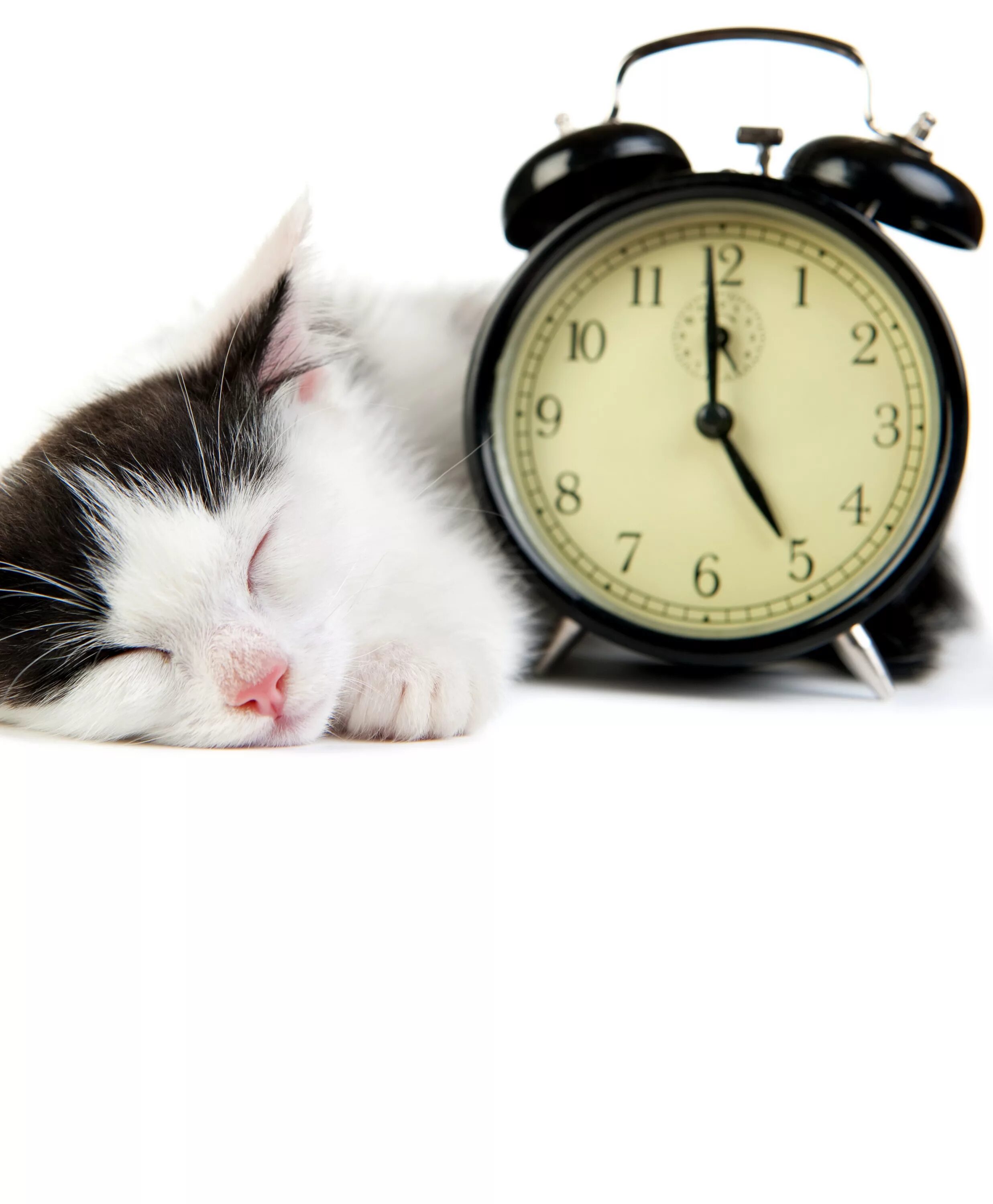Кошка с надписями с добрым. Кот будильник. Кот с часами. Будильник "доброе утро". Часы с котенком.