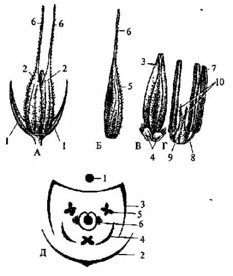 Какая формула цветка семейства злаки. Рожь посевная диаграмма цветка. Овес посевной диаграмма цветка. Рожь посевная формула цветка. Диаграмма семейства злаки (Мятликовые).