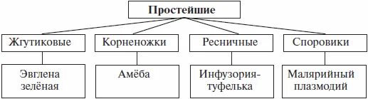 Классификация простейших 7 класс биология. Таблица классификации простейших корненожки. Систематика простейших таблица. Систематика простейших животных схема. Основные группы простейших