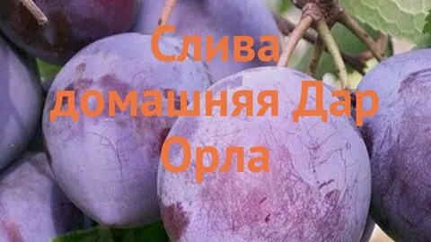 Орловская мечта слива описание сорта фото отзывы