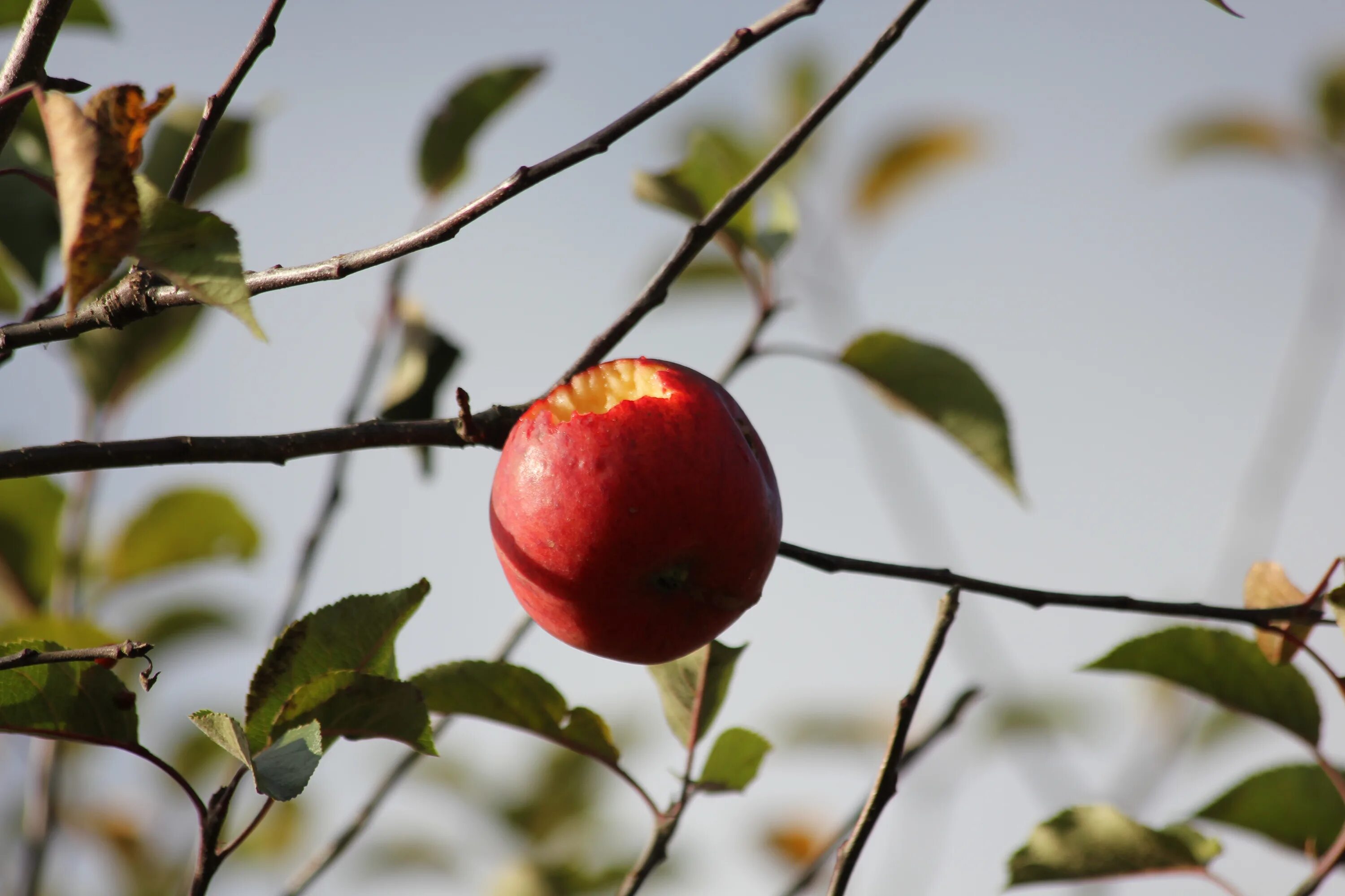 Осенью с яблони собрали яблоки желтые зеленые. Яблоня с Гиск приземленное. Яблоки на ветке. Осенние яблоки. Яблоки на дереве.