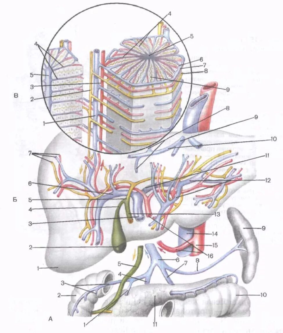 Система воротной вены анатомия. Сегментарные ветви воротной вены. Конфлюэнс воротной вены. Система воротной вены схема. Правая воротная вена
