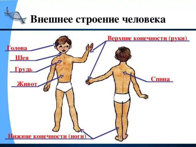 Внешнее строение человека 2. Строение человека. Внешнее строение тела человека. Анатомия человека внешнее строение. Внешнее строение руки человека.