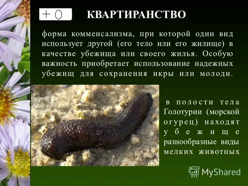 Организмы использующие другие в качестве жилья или убежища сообщение. Примеры квартиранства. Организмы использующие в качестве жилья или убежища. Примеры квартиранство в природе. Паразитизм внешний и внутренний.