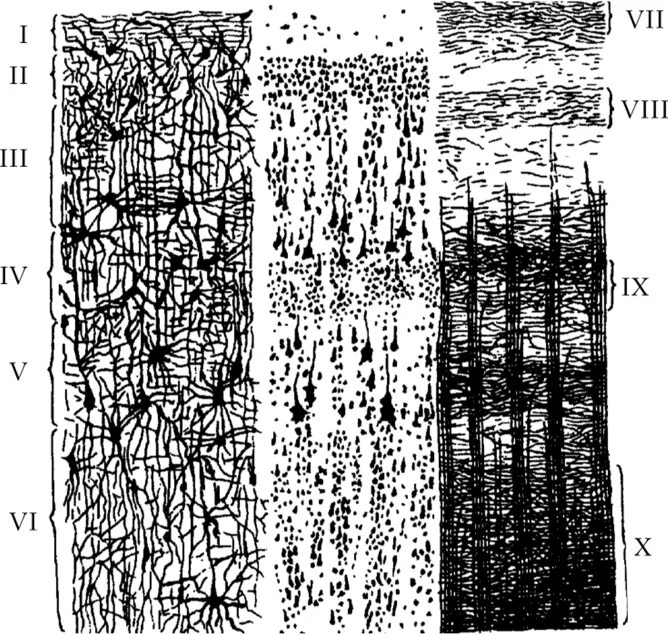 Слои коры полушарий. Цитоархитектоника коры полушарий большого мозга. Строение коры головного мозга гистология.