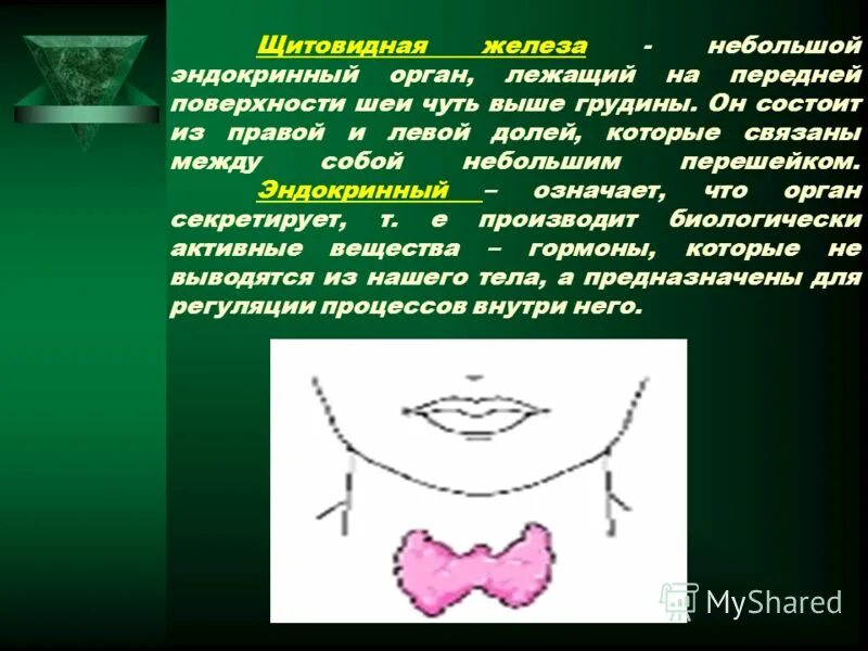 тиреоидные гормоны влияние на давление. гормоны щитовидной железы воздействуют. щитовидная железа самые интересные факты. как щитовидная железа влияет на сердце. щитовидная железа железа вырабатывает 3 гормона.