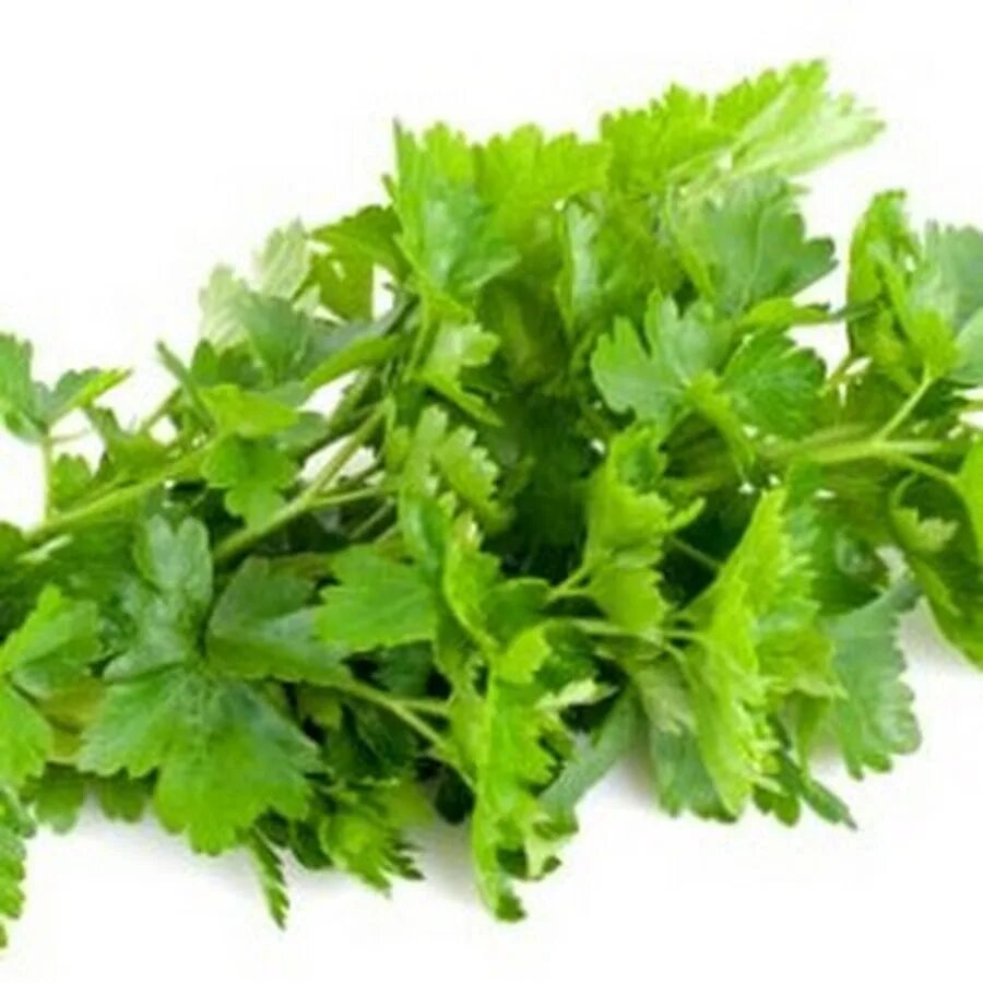 Стишок про зелень. Стих про петрушку. Стишок про петрушку. Петрушка загадка. Петрушка загадка.