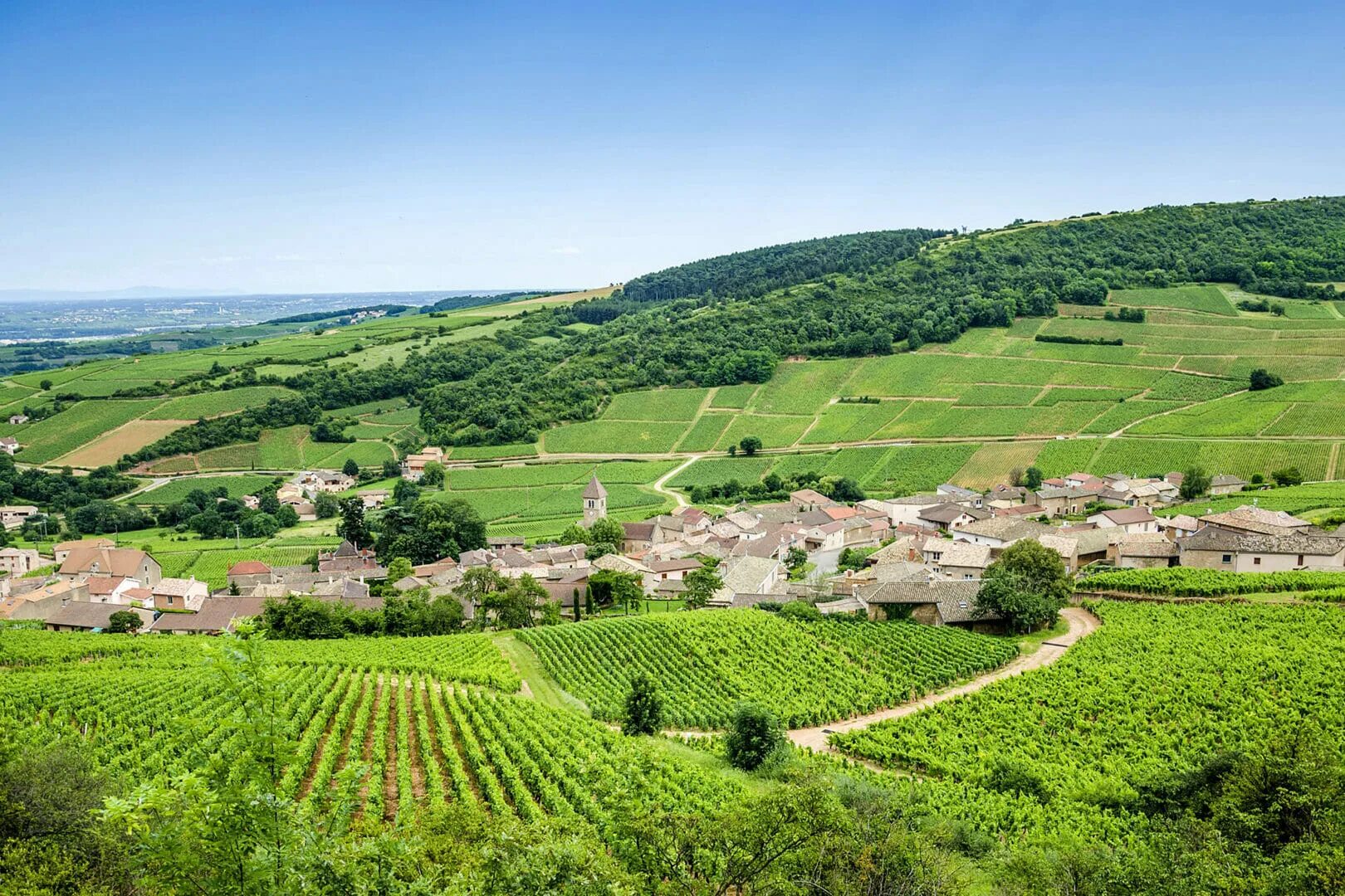 Бургундия нормандия шампань или. Провинция Бургундия Франция. Франция Бургундия природа. Шато во Франции с виноградником. Фреска Долина Луары виноградники.