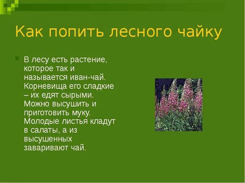 Какое растение можно употреблять в пищу. Какие есть травы. растения которые можно есть в лесу. растения которые можно есть. какие есть травы и растения в лесу.