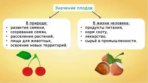 Значение семян в жизни растений