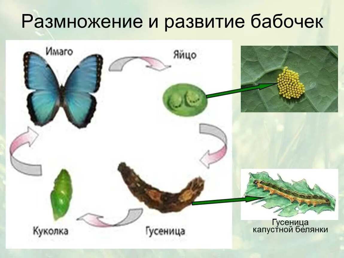 Функция трахеи у капустной белянки. Размножение бабочек схема. Цикл развития бабочки биология 7 класс. Описать цикл развития бабочки. Размножение и развитие бабочки схема.