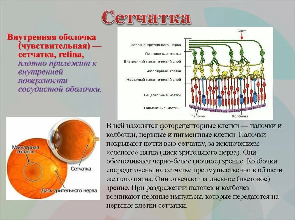 Желтое пятно. Строение желтого пятна сетчатки. Желтое пятно сетчатки составляют клетки. Сетчатка строение и функции. Строенисетчаткм желтое пятно.