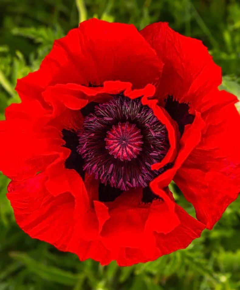 Мак прицветниковый (papaver bracteatu. План растение мак. Розовые маки. Мак сей. Мак кондитерский цветок.