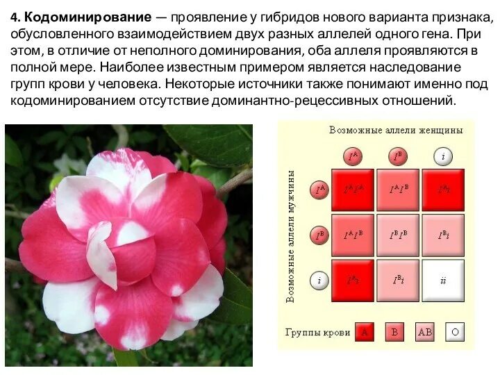 Какой процент ночной красавицы с розовыми цветками. Доминирование неполное доминирование кодоминирование. Кодоминирование на примере групп крови. Кодоминирование аллельных генов. Кодоминирование примеры у человека.