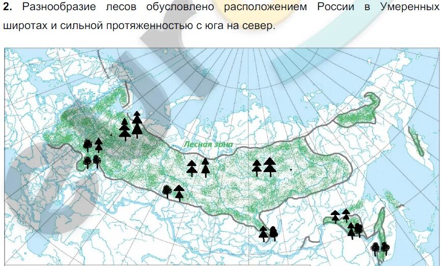 Контурная карта природные зоны России Тайга. Леса на контурной карте. Зона лесов на карте России. Зона тайги на контурной карте.