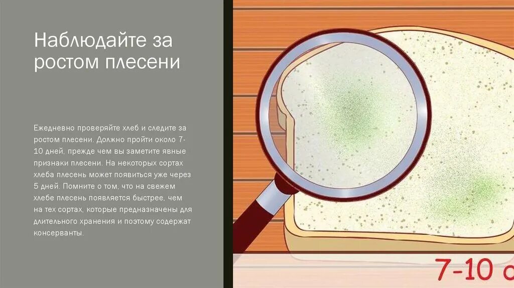 Почему быстро плесневеет. Лабораторная работа плесень. Плесень на хлебе под лупой. Хлеб и плесень лабораторная. Строение плесени на хлебе.