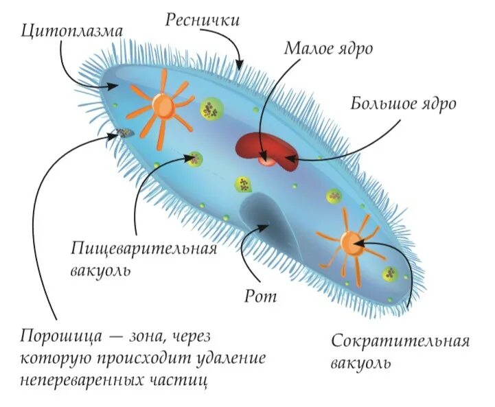 Строение реснички инфузории. Инфузория туфелька строение. Одноклеточные организмы инфузория туфелька. Реснички инфузории туфельки строение. Инфузория туфелька структура