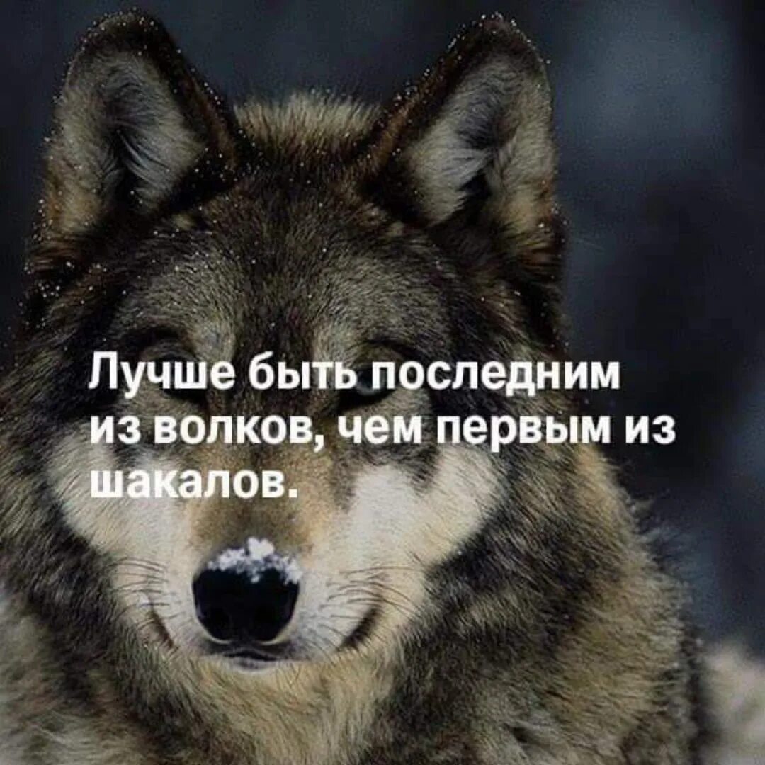 Звери надо сразу уходить. Волки крутые с Цитатами. Цитаты Волков. Цитаты про Волков и шакалов. Крутые цитаты Волков.