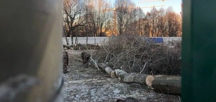 Дубовая роща цхинвал. Дубовая роща избили. Бутовский лесопарк костры. Дубовая роща избили. В москве спилили 300 летний дуб.