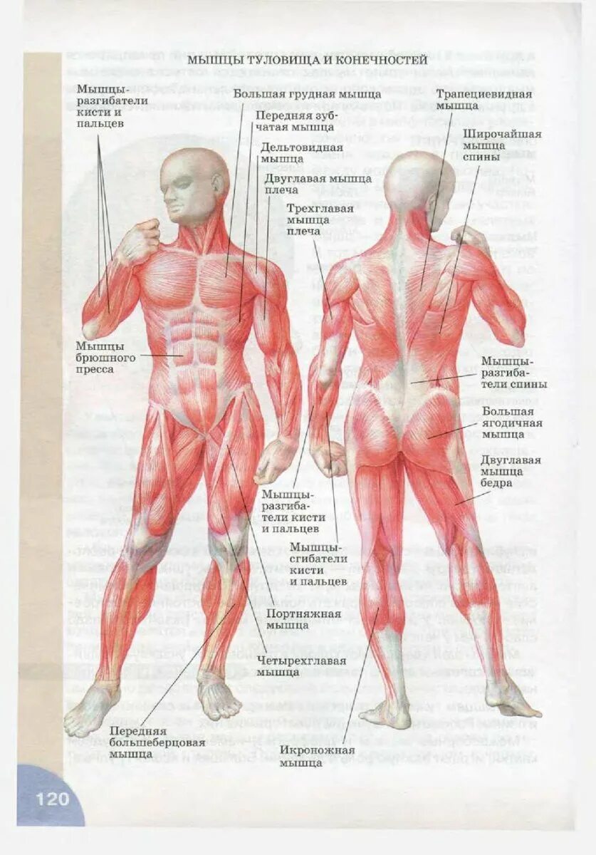 Строение тела человека сбоку. Мышцы туловища и конечностей 8 класс биология. Мышцы туловища спереди 8 класс. Главная мышца тела