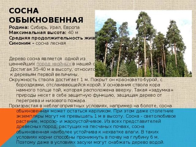 Рост хвойных. Прирост древесины по годам сосны обыкновенной. Средний Возраст сосны обыкновенной. Прирост сосны обыкновенной в год. Высота сосны.