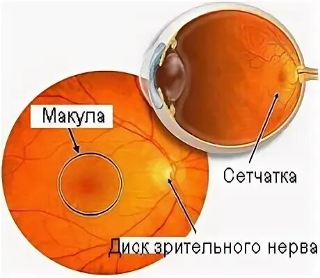 Строение желтого пятна глаза. Анатомия глаза макула. Строение глаза макула. Строение глаза желтое пятно.