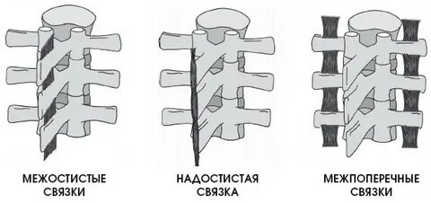 Межостистая связка