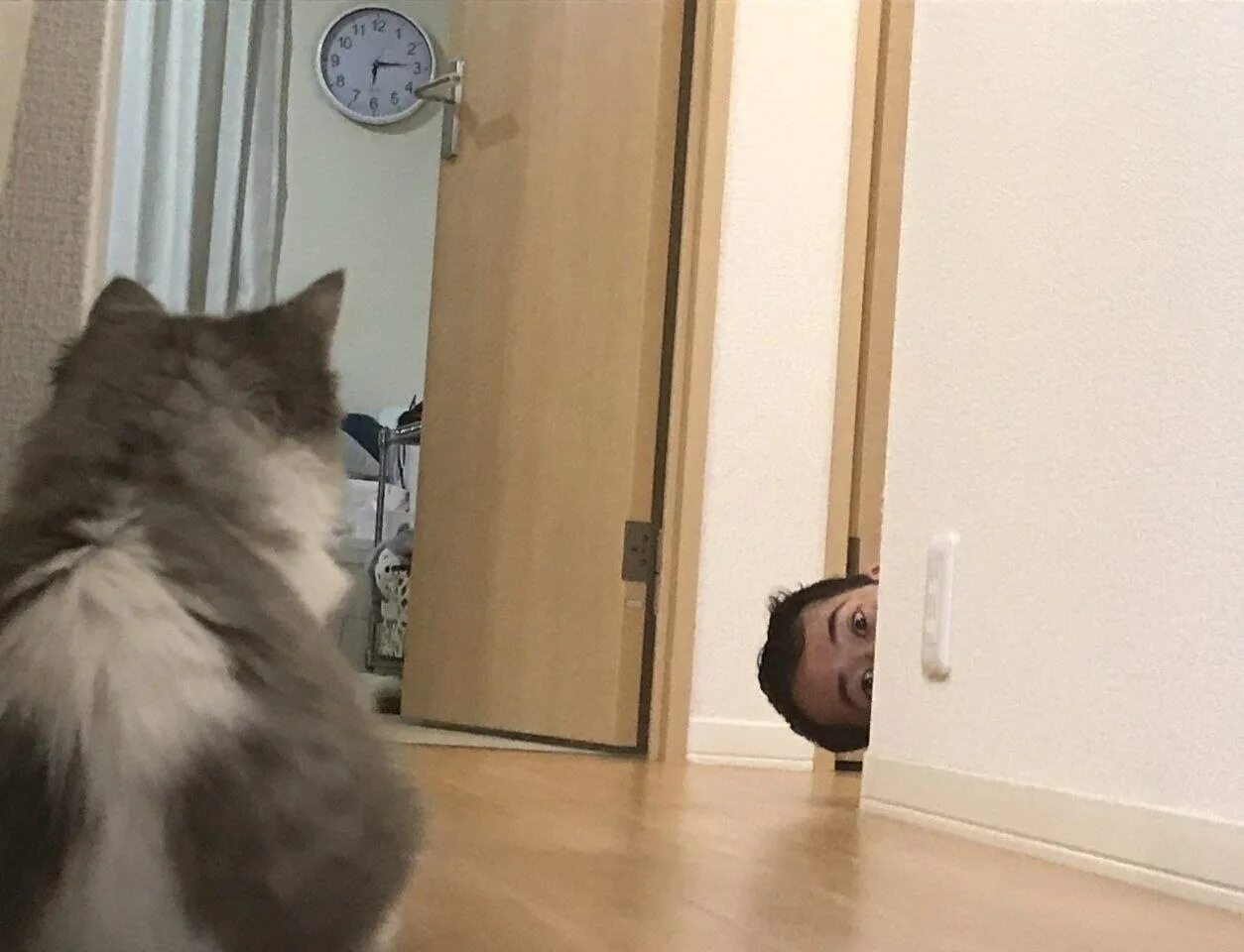 Гляделки с котом. Кот американский экзот. Пушистые помощники. Кот персик срисован с гитлера. Кот напомни.