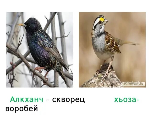 Акха дийнаташ вайн махкара олхазарш 1 класс. Акха дийнаташ вайн махкара олхазарш 1 класс