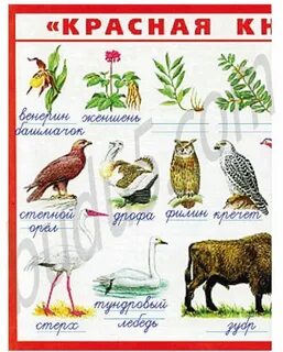Красная книга окружающий мир 2 класс ответы