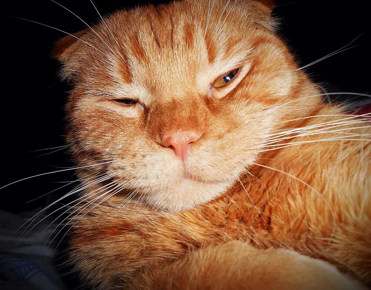 Рыжий кот. Сонная морда. Рыжий кот с закрытыми глазами. Сонный рыжий кот. Рыжик язык