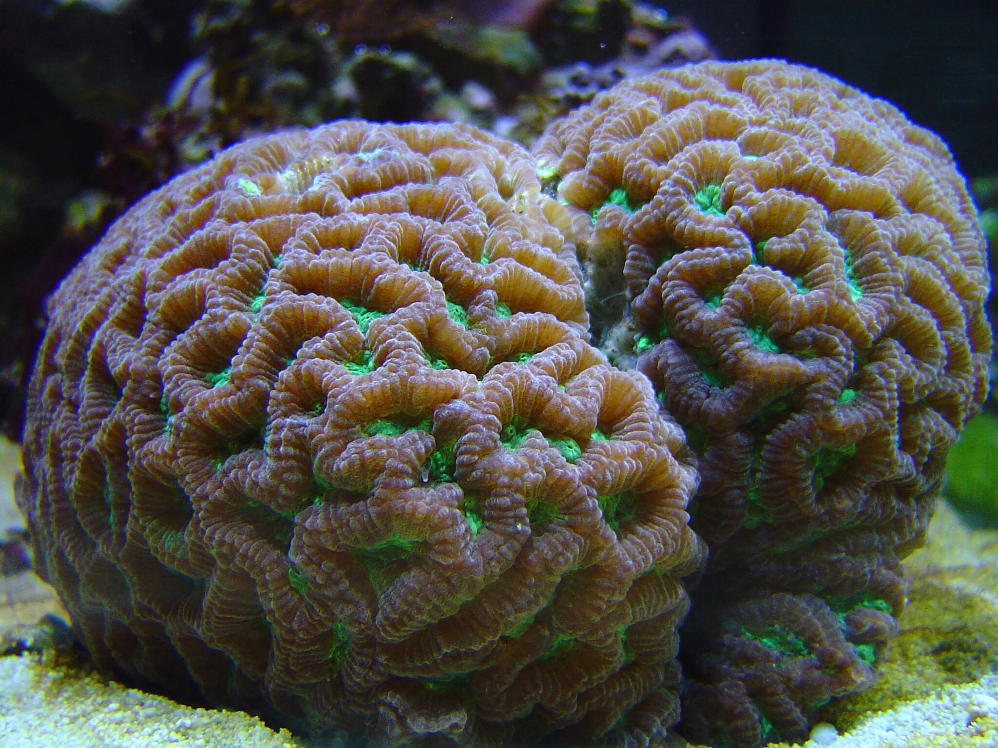 Coral system. Коралл мозговик. Мозговик Кишечнополостные. Коралловые полипы мозговик. Мадрепоровые кораллы.