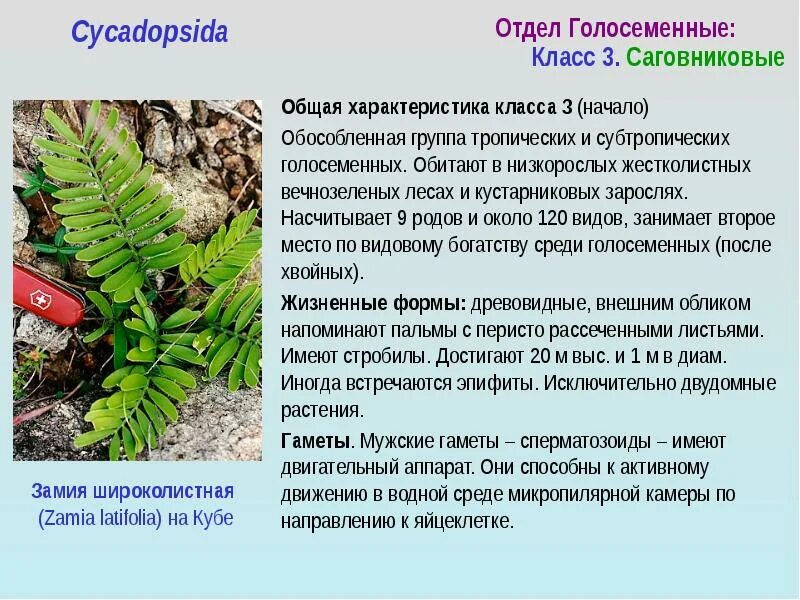 Основные признаки голосеменных растений 7