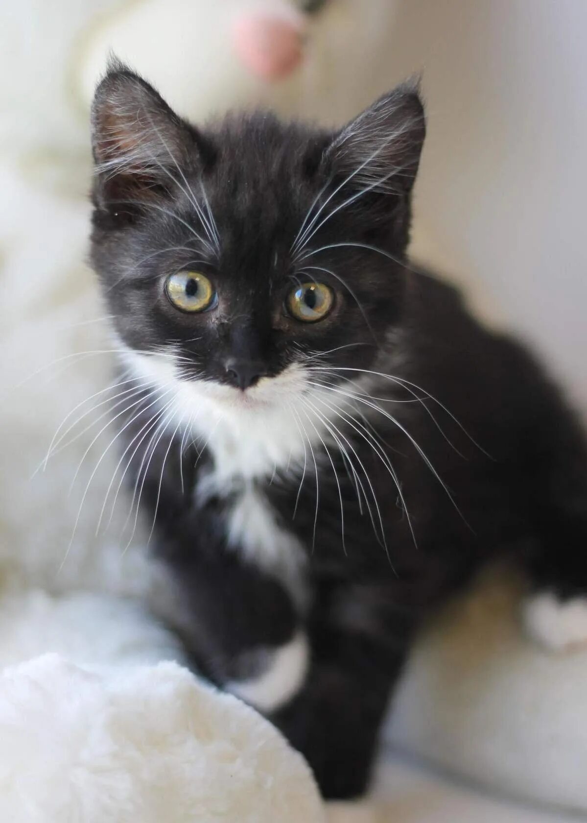 Махающий котенок. Котята белые лапки. Черно белый кот. Котята чёрно белые. Котенок черно-белый.