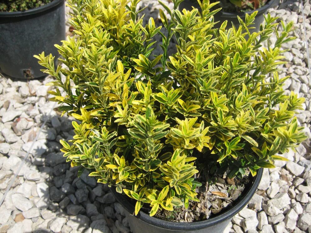 Бересклет японский микрофиллус. Бересклет ауреус. бересклет ауреа. euonymus japonica. бересклет японский гринспаер.