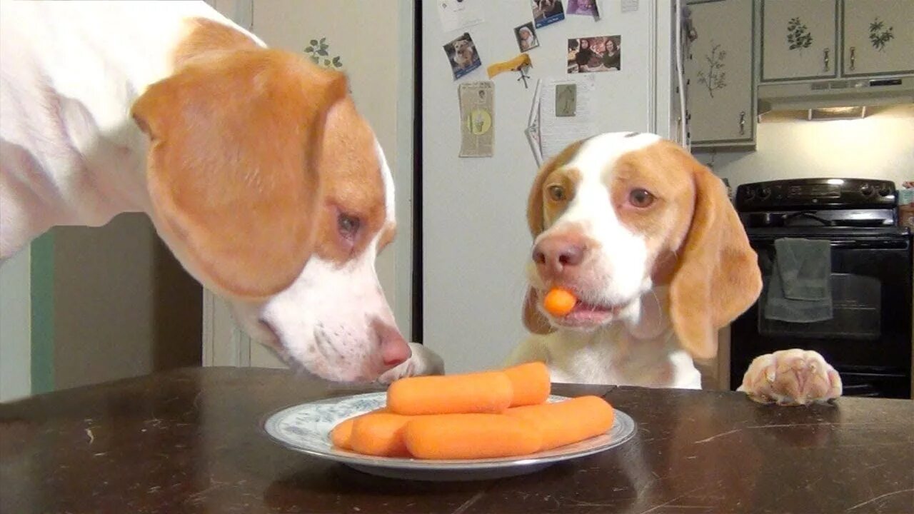Сон съесть собаку. Собака ест морковку. Собака крадет еду. Собака ворует еду. Собака с морковкой.