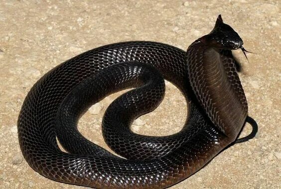 Как выглядит черная водяная змея File:Watersnake cottonmouth  Wikipedia