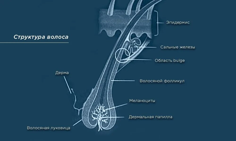 Строение волоса зона bulge. Строение волоса. Строение волосяного фолликула. Схема строения волоса.