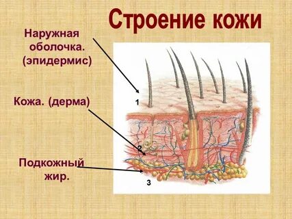 Оболочка кожица