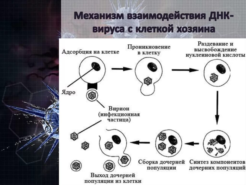 Последовательность этапов взаимодействия. Механизм взаимодействия вируса с клеткой хозяина. Схема взаимодействия вируса с клеткой. Этапы взаимодействия вируса и клетки схема. Схема взаимодействия вируса с клеткой микробиология.