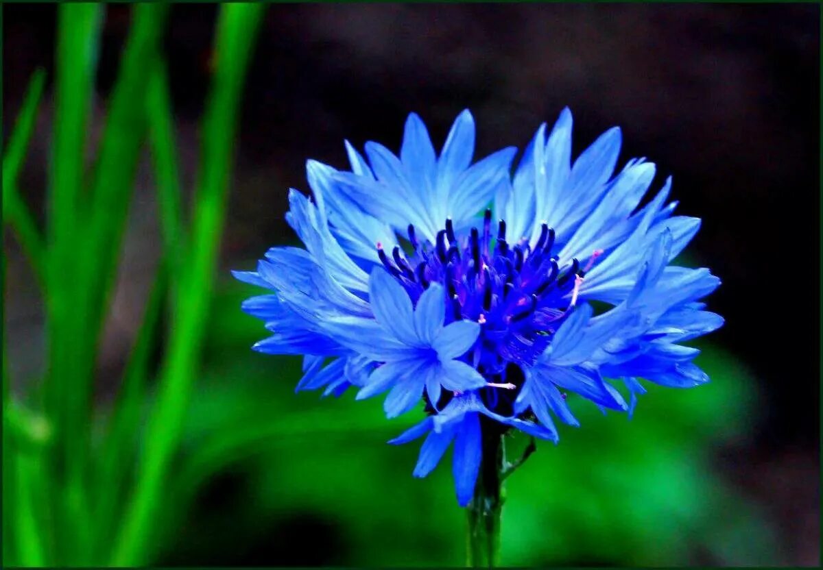 Е василек. Василек Волошка. Василёк синий. 6. Centaurea cyanus- Василёк синий. Василек синий (Centauréa cyánus).