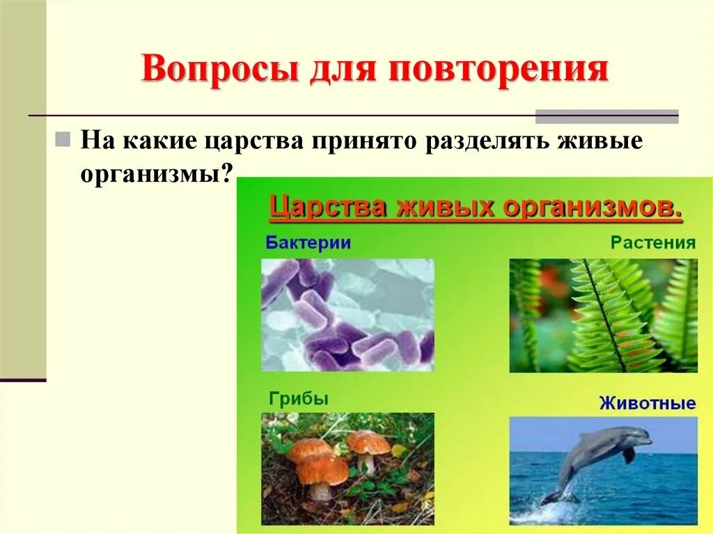 Среда обитания царства животных. Живые организмы. царство растений грибов животных. живые организмы делятся на. 5 царств живых организмов.