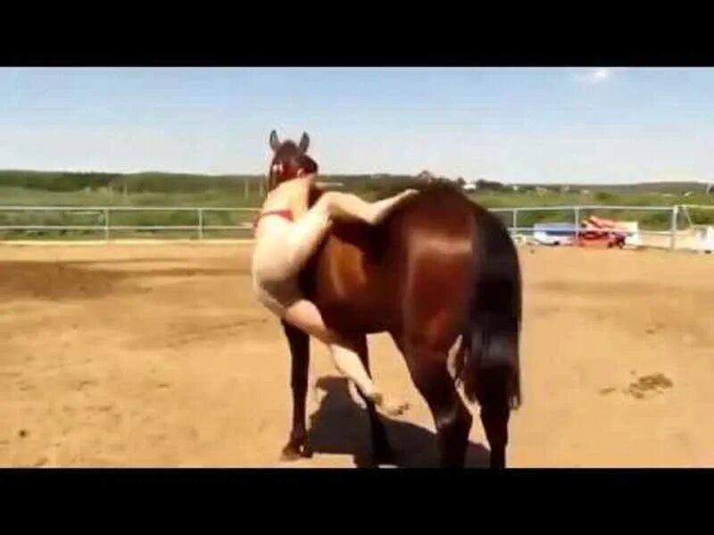 Лошадь девка видео. Джордан карвер грудь. Лошадь задом. Лазарева блэк хорс. Спаривание лошадей.