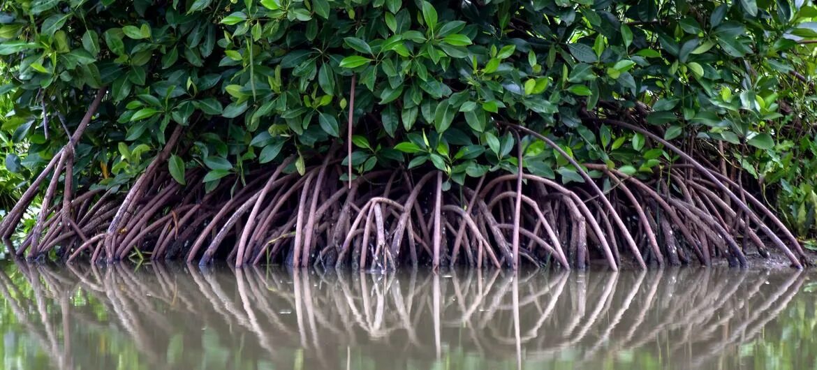 Где найти мангровое дерево
