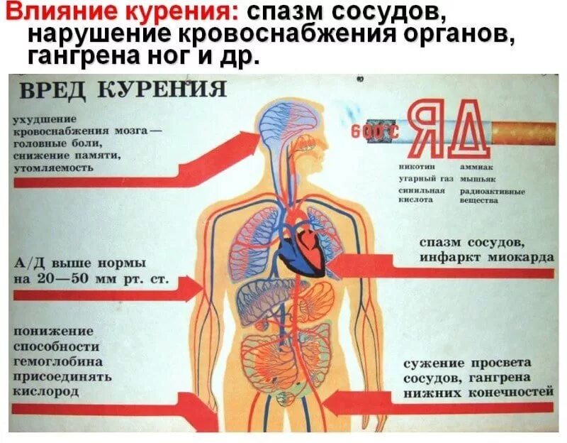 Влияние курения на организм. Каким органам вредит курение. Вред курения на организм человека.