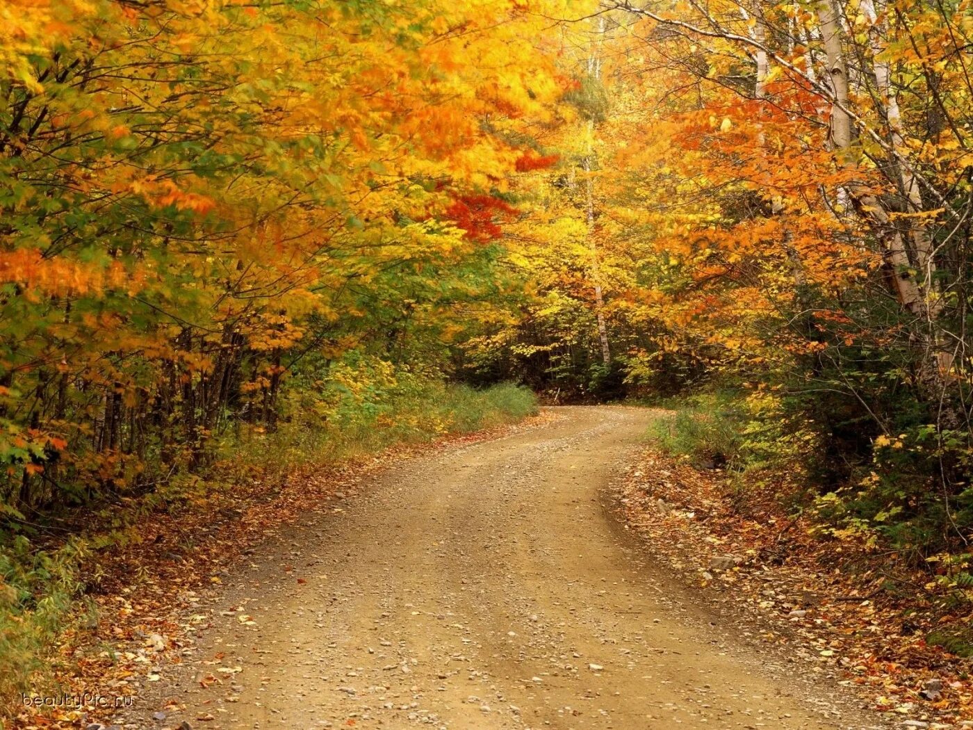 Былым осенью. Осенняя дорога. Осень в лесу. Лес осенью. Осенняя дорога в лесу.