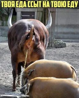 Корова какает
